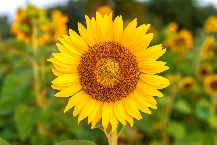 Explore the vibrant world of sunflowers through 5 poetry