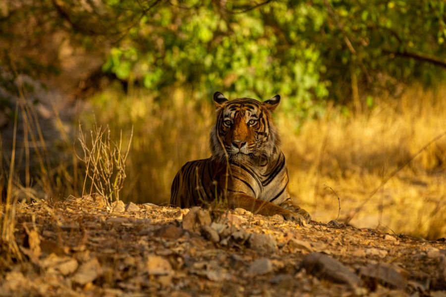 Discover 10 of India's National Parks: A Journey Through Nature's Wonders